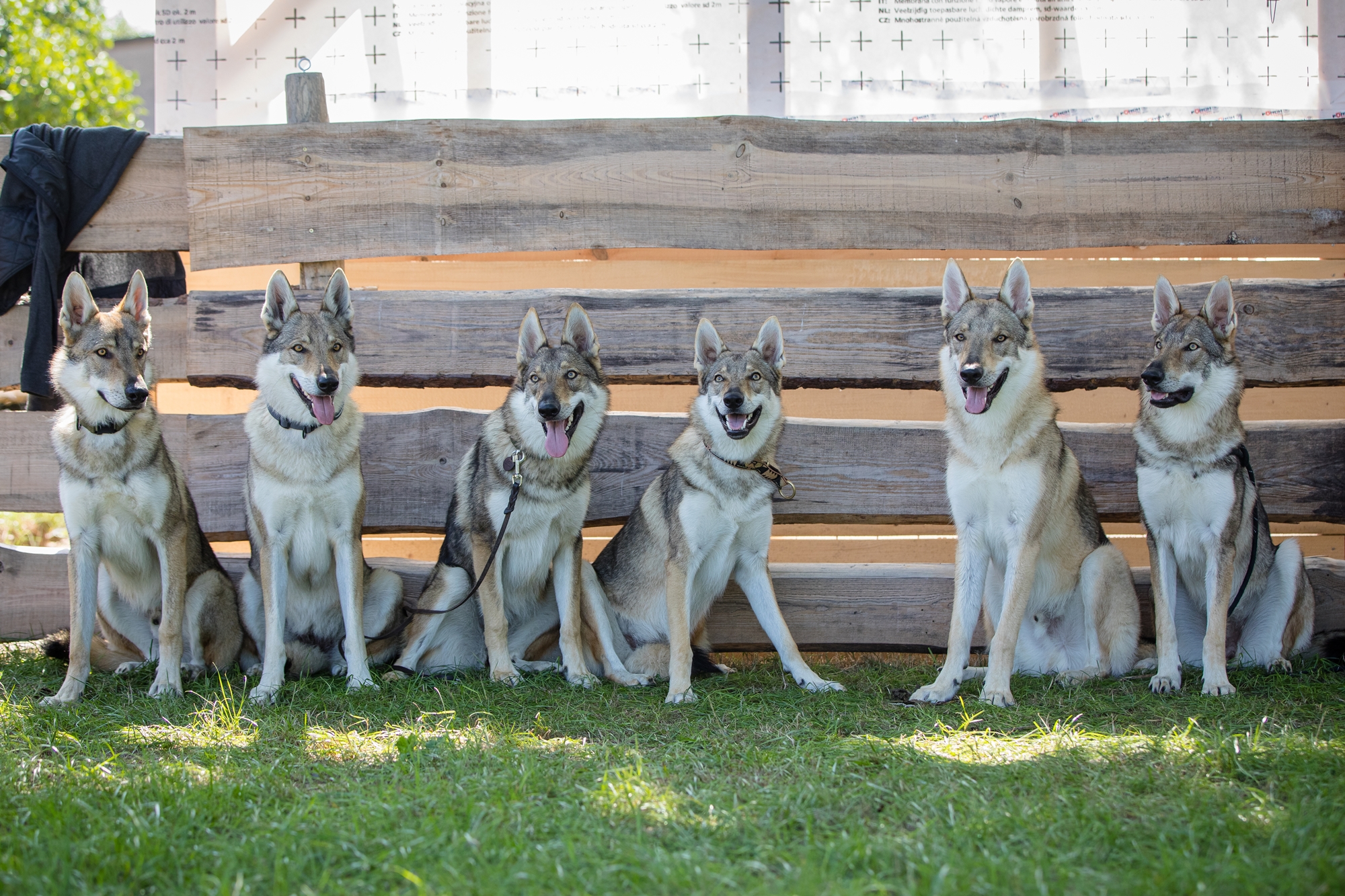 Wolfshunde im Fokus mit Kerstin Dieler